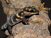Oedura marmorata